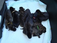 /album/fotogalerie-stenata-puppies/vlkodav-001-jpg/